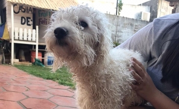 Imagen de la nota: Encontraron una perrita perdida y buscan a sus dueños