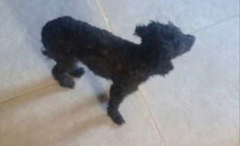 Imagen de la nota: Se extravió un caniche negro