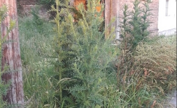 Imagen de la nota: Piden al dueño de un terreno que corte el pasto