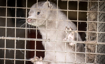 Imagen de la nota: Seis países reportaron casos de coronavirus en visones