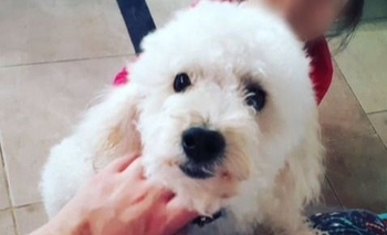 Imagen de la nota: Buscan a Piki hace más de un mes