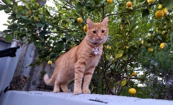 Imagen de la nota: Buscan un gato perdido por la zona del Cucú