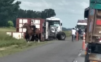 Imagen de la nota: Murieron 20 animales tras el vuelco de un camión 