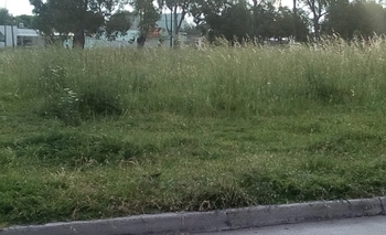 Vecinos en alerta por la crecida de pastizales Imagen de la nota: Vecinos en alerta por la crecida de pastizales