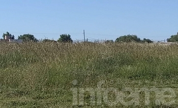 Denuncian la aparición de víboras entre los pastizales Imagen de la nota: Denuncian la aparición de víboras entre los pastizales