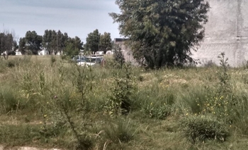 Imagen de la nota: El barrio olvidado: pastizales, ratas y falta de cuidados