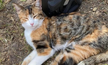 Imagen de la nota: Desesperada búsqueda de una gata en Pueblo Nuevo