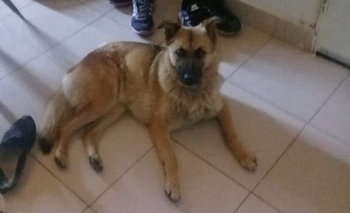 Imagen de la nota: Buscan desesperadamente a Visti