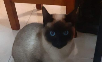Buscan un gato y una perra perdidos Imagen de la nota: Buscan un gato y una perra perdidos