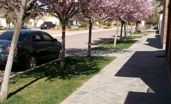 Imagen de la nota: Este jueves se dará un taller virtual sobre arbolado urbano