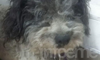 Imagen de la nota: Mascota perdida: apareció un perro en el RENAPER