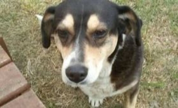 Imagen de la nota: Buscan familia para una perrita: “Es re juguetona y mimosa”