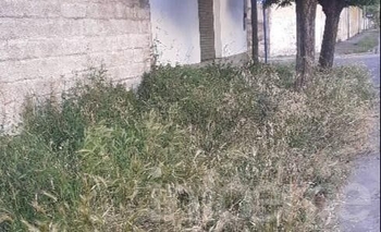 Imagen de la nota: “Los pastos llegan a más de un metro de altura”