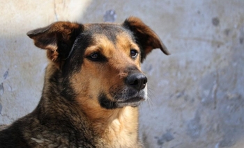 “Vení a conocer a tu próximo mejor amigo” Imagen de la nota: “Vení a conocer a tu próximo mejor amigo”