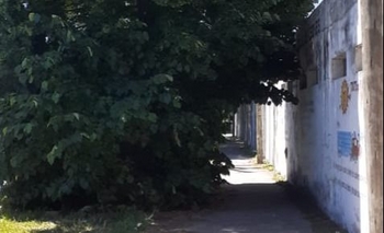 Imagen de la nota: Quejas por un árbol sobre la vereda: “Da miedo pasar por ahí”