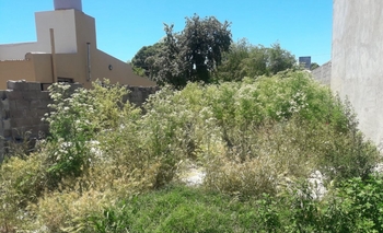Imagen de la nota: Indignación por un terreno abandonado