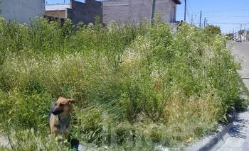 Imagen de la nota: Quejas de vecinos por el estado de un terreno