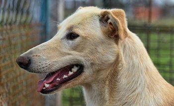 Se suspendió la jornada de adopción canina  Imagen de la nota: Se suspendió la jornada de adopción canina