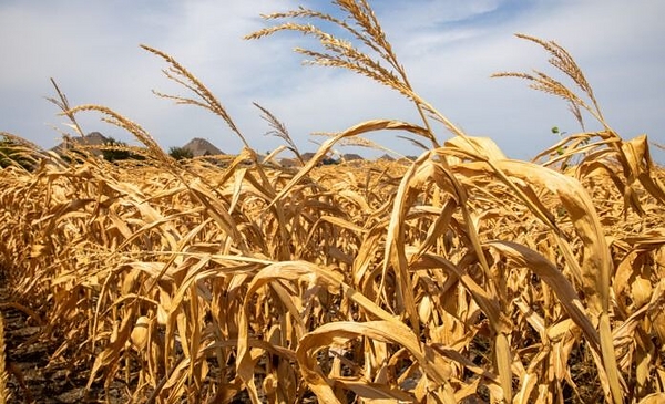 La sequía no termina de disiparse y afecta ya los rindes de trigo | Infoeme