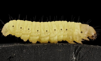 Imagen de la nota: La saliva de un gusano puede descomponer el plástico 