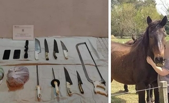 Imagen de la nota: Encontraron los restos de un caballo usado para equinoterapia