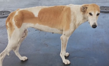Imagen de la nota: Una galga busca a sus dueños, tránsito o una familia que la adopte