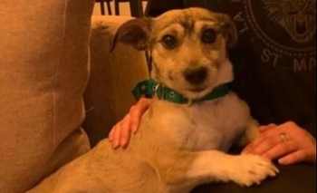 Imagen de la nota: San Vicente: se perdió Justy y su familia lo busca intensamente