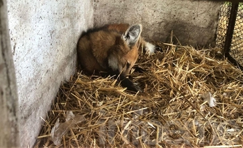 Atraparon un aguará guazú en peligro de extinción en Olavarría Imagen de la nota: Atraparon un aguará guazú en peligro de extinción en Olavarría
