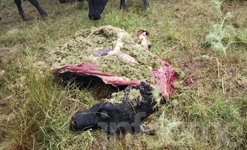 Imagen de la nota: Abigeato: entraron a un campo y carnearon una vaca