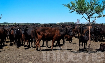Imagen de la nota: Estafan por $260 millones a una consignataria local y secuestran 360 animales