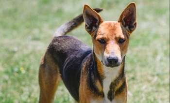 Imagen de la nota: Jueves de adopciones: Un hogar de abrigo para “Colapinto”