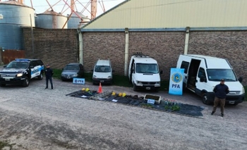 Imagen de la nota: Desbaratan una banda de roba cables y hallan un invernadero con 89 plantas de marihuana 