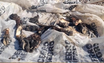 Imagen de la nota: Allanamiento por abigeato: secuestran carne e imputan a un joven 