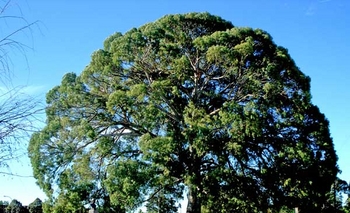 Imagen de la nota: Los Parques del corredor verde de Olavarría