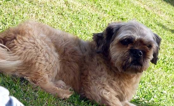 Imagen de la nota: Perro perdido