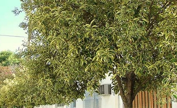 Imagen de la nota: Finaliza el plan de Arbolado Urbano