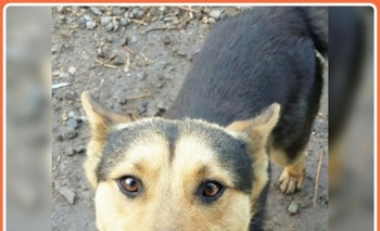 Imagen de la nota: 4 cachorros rescatados buscan una familia con urgencia