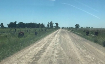 Imagen de la nota: Fue infraccionado por dejar animales sueltos