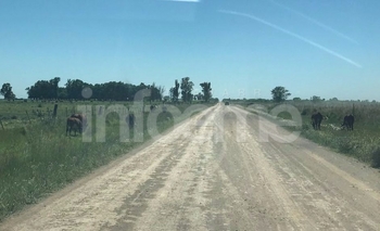 Imagen de la nota: Fue infraccionado por dejar animales sueltos