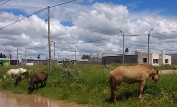 La infraccionan por dejar cinco caballos sueltos  Imagen de la nota: La infraccionan por dejar cinco caballos sueltos