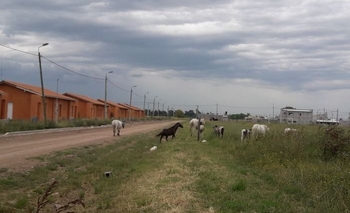 Imagen de la nota: Fue infraccionada por dejar animales sueltos en la vía pública