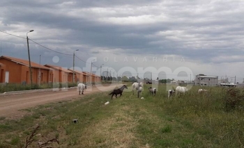 Imagen de la nota: Fue infraccionada por dejar animales sueltos en la vía pública