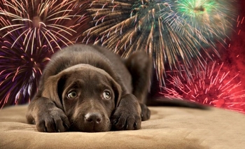 Imagen de la nota: Qué es lo que sienten los perros con la pirotecnia