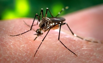 Detectaron un caso de dengue en Azul Imagen de la nota: Detectaron un caso de dengue en Azul