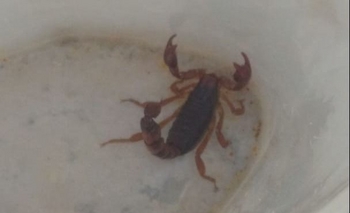 Imagen de la nota: Encontraron un alacrán en  la zona del barrio CECO I