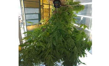 Secuestraron 11 plantas de marihuana Imagen de la nota: Secuestraron 11 plantas de marihuana