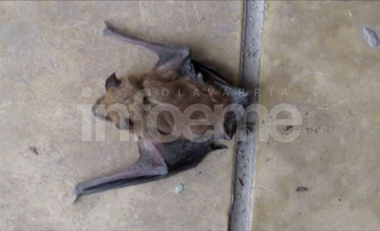 Imagen de la nota: Detectaron un murciélago con rabia en la zona céntrica