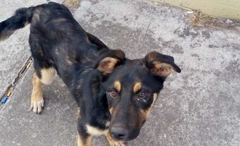 Cachorrito en adopción responsable Imagen de la nota: Cachorrito en adopción responsable