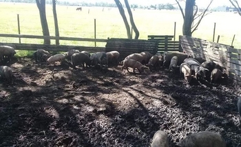 Imagen de la nota: Productor denunció el robo de 45 lechones en su campo