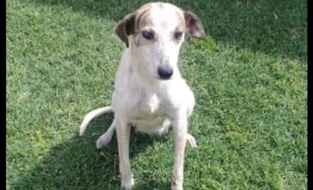 Buscan un hogar para  Imagen de la nota: Buscan un hogar para